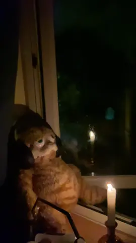 garfield needed a break #garfield #cold  #signcrushesmotorist 