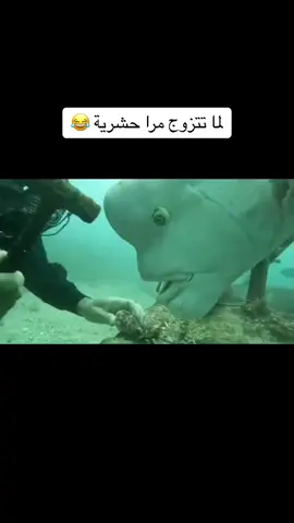 سمكة تلاحق غواص في اعماق البحر #سمك #بحر #كوميدي #مضحك #الشعب_الصيني_ماله_حل😂😂 #fyp 