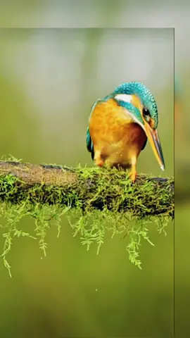 Birds catch fish and eat. # Exciting # Shocking # Bird