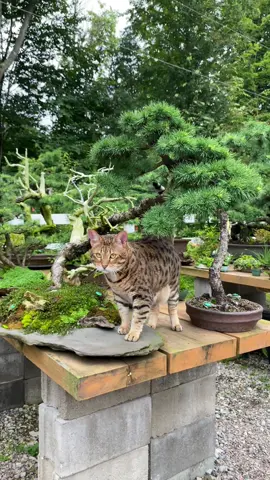 A wild bonsai creature🐆 #Cattok #BonsaiLife #SavannahCat