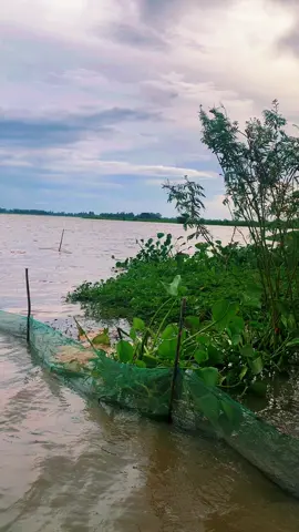 Nước nổi quê mình ngập hết cánh đồng rồi#mientayquetoi #dongthap 