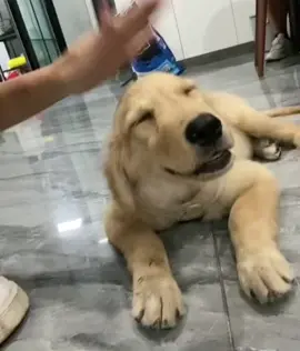 Con sen nó gõ muốn lủng cái đầu 😩#xuhuong #videoviral #funnyvideos #dog #fyp 