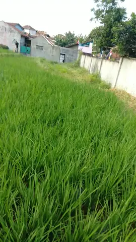 Latihan #merpatikolongbebas #merpati #merpatibalapindonesia 