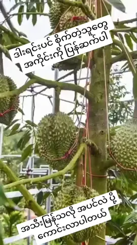ဝါသနာပါရင် လိုက်လုပ်ကြည့်ပါ👍
