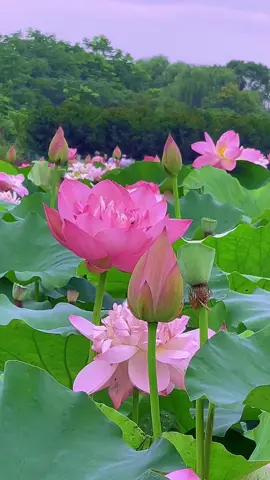 Cứ mong lòng nhẹ nhàng như những cánh hoa Sen! #hoáencuaphat #binhan #thang72023 #vulanbaohieumecha 