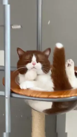 he need a job.....#cats #fyp 