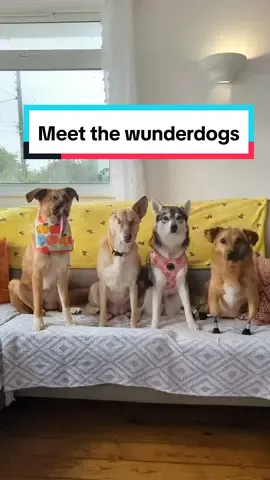 Maggie the Wunderdog and some of her furry siblings and cousins who are looking for homes through our rescue, Wunder Dog Rescue ❤️