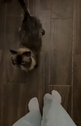 #explore #cats #قطط #catlover #fypシ #foryou #اكسبلور 😔❤️‍🩹❤️‍🩹