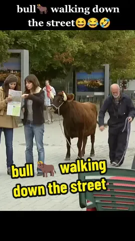 bull walking down the street #funnyvideo #prank #funny #fypシ #funnyvideos #bul #comedyprank #fyp #funnyvideopranks #foryou #longervideos 