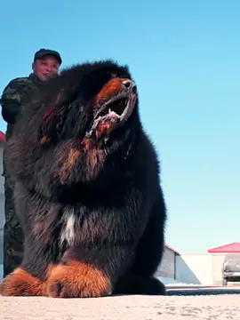 #fyp #tiktokdogs #puppy #dogsoftiktok #tiktokdog #petdog #viral #nyc #lovepetsusa #foryoupage #tibetanmastiff 