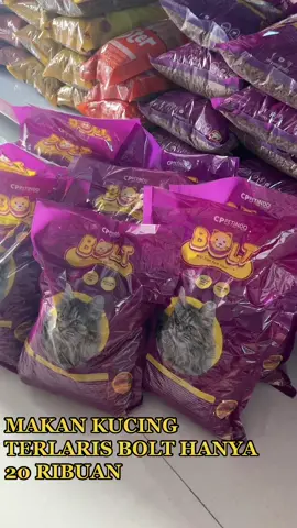 MAKANAN BOLT VIRAL TERLARIS CUMAN 20 RIBUAN  #kucing #petshop #bolt #murah #boltdryfood #Bolt Dry Food Review 