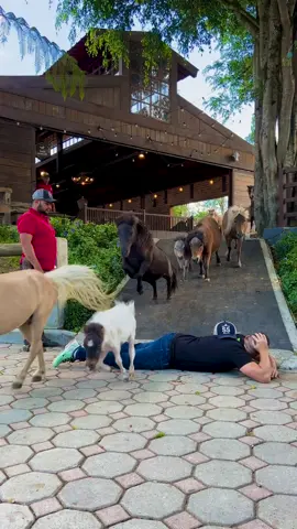 Solo mini horses 🐴  #minihorses #miganado #miganadocolombia #miganadomundial