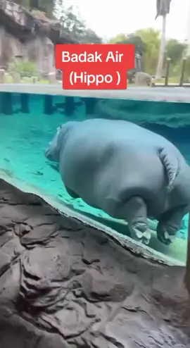 Badak Air antara makhluk ciptaan Allah yang hanya terdapat di Benua Afrika dan negara² tertentu sahaja #BadakAir #Hippo #Animal #FYP