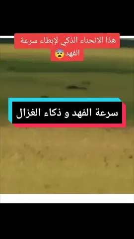 الفهد و الغزال السرعة الجنونية #ناسيونال_جيوغرافي #سرعة_الفهد #الغزال  #شعب_الصيني_ماله_حل😂😂 