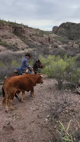 conner leading one e out of the hills #arizonacowboy #western #arizona #cowboy #ranch #cowboyshit @barnold72003 