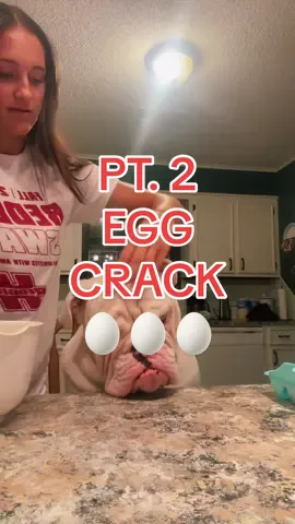 Not even phased 🙈🥚 #jupiterthebulldog #dogtok #dogsoftiktok #doglife #dogcontent #englishbulldogs #ebtok #eb #dogreel #dogcreator #doginfluencer #dogs #foryou #eggcrack 