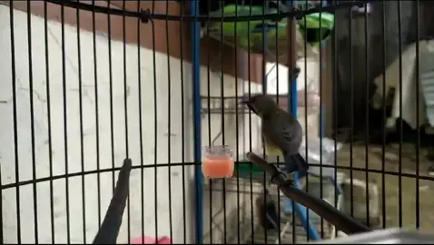 #sogonga #sogonngleper #burungsogonlagiviral 