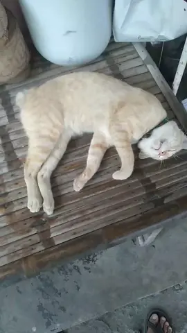 พอไห้ออกค่าปลาทำเป็นปลุกบ่ตื่นพอปิ้งสุกแล้วบ่ได่ปลุกยาก    #เข้าดากกูอีกแล้ว#