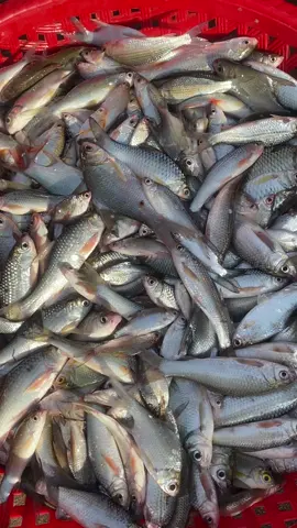 #ត្រីទន្លេខេត្តស្ទឹងត្រែង​ #ត្រីរៀលរស់ៗ 