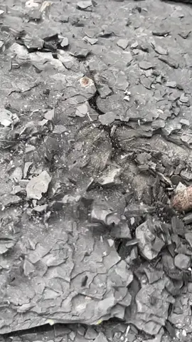 Here are a couple of ammonite rocks that we found on the beach, one in a large loose shale slab and another in soft mud! We opened both of them up on the beach with our geological hammer 🏝🌊 Inside each stone was a beautiful Dactylioceras ammonite from the Jurassic 😍🦑 These ammonites are around 185 Million Years Old 💀 they split open perfectly!  If you would like an ammonite rock to crack open yourself at home, please message us directly on yorkshire fossils or visit our website yorkshirefossils.NET 🦕 For more videos, check out our YouTube channel Yorkshire Fossils 🏝 Thanks for supporting our page! 🐊 #natural #nature #fossil #fossils #ancient #animals #art #ammonite #ammonites #dinosaur #scientist  #minerals #paleontology #whitby #geologist #dorset #geology #charmouth #jurassic #yorkshire #beach #coast #sea #water #squid #fyp 