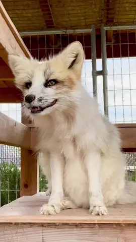 Marble Phase Red Fox #fox #foxes #redfox #marblephaseredfox #marblefox #animal #animals #animallovers #animallover #foxesoftiktok #wildlife #foxtok 