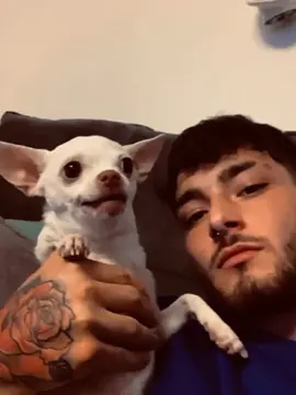 Happy Nikki Happy World 😂  #pet #foryou #PetsOfTikTok #fypシ #chihuahua #dog 
