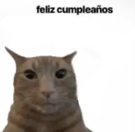 🎁 #cat #birthday #michi #felizcumpleaños #miau 