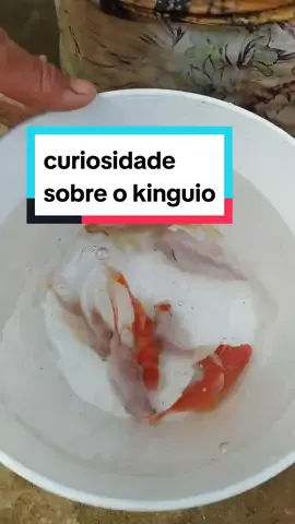 você sabia? #aquario #laguinho #ornamentais #piscicultura #curiosidades #curiosidades_varias 