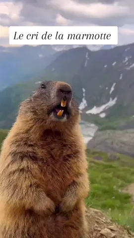 Abonne-toi pour + de doses d'animaux  #animallove #petlife #wildlife #furryfriends #cuteanimals #naturelovers #animaladventures #animalcompanions #animalplanet #PetsOfTikTok #marmot #foryoupage 