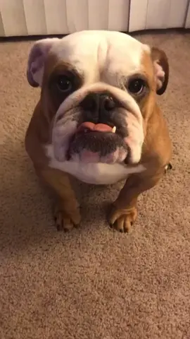 Deal 😍 Credit: @SFBUFF  . . . . . . . . . #englishbulldog #englishbulldogs #englishbulldoglover #englishbulldoglife #englishbulldogpuppiesoftikt #englishbulldogsoftiktok❤️ #englishbulldogpuppiesoftiktok #englishbulldogsoftiktok❤️👑 #englishbulldoglove #englishbulldogpuppie 