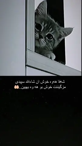 #🤲🏻🥺🕊اكسبلورر #foryoupage #foryou #fypシ #🤍🤲🏻🕯الله #🌙✨ #🥺😔💔 ##myperson #🤲🏻🥺 