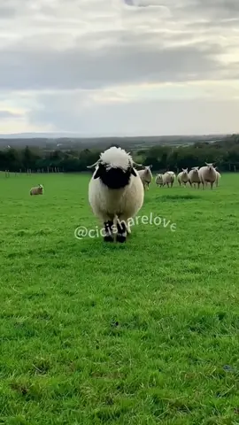 dududududu…..🥰🥰🥰#adorable #cute #sheep #babasheep #funnyanimals #funnyvideos 