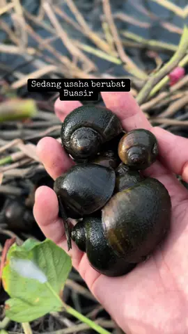 Siput Gondang Emas #buasir #siputgondang #siputpait 