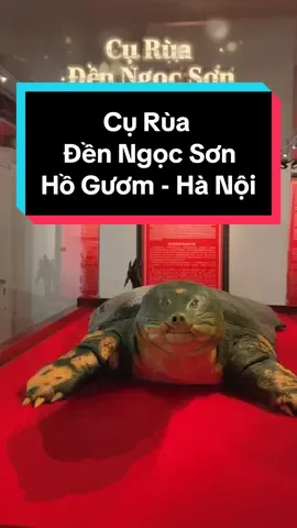 Cụ Rùa - Đền Ngọc Sơn - Hà Nội #curuahoguom #curua #bongngomario #vothanhmanofficial #trip #travelvietnam  @Võ Thanh Mẫn Official 