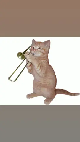 #cattrumpet #meme #gif #funny #safeandsound #cute #trumpet 