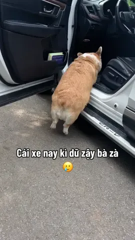 Chân ngắn nhưng vẫn cố tỏ ra ổn =)))) #CapCut #honhacho #chúchódễthương #petcute #cúnconđángyêu #dogsvideoontiktok #cutedogsontiktok #dogscute #corgidog #corgisoftiktok #corgi #cúnyêu #funnycutedogs #funnyvideos #doglover #pet #dogsoftiktok #haihuoc #haihuocvuinhon #fyp #fypシ #fypシ゚viral #trending #viralvideo #xh #xhtiktok 