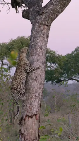 The power of a leopard as it scales a marula tree to access the kill it stashed. The wonders that nature will show you given enough time. The power and grace within which leopards operate is awe inspiring and is the reason why I love spending time with them! And there are few places in the world that can compare to @MalaMala Game Reserve for viewing these elusive cats @naturalhabitatadventures  #climbing #purepower #majestic #catsintrees