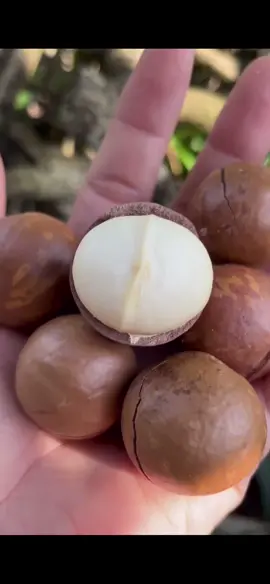 Macca nhà em hạt nào như hạt đó ,ú nụ thơm ngon béo giòn . Sấy tới đâu bán tới đó nên mn yên tâm về chất lượng nhé#maccadaklaknhatrong #maccasaynguyenvi #tiktokpromoters #quetoidaklak  