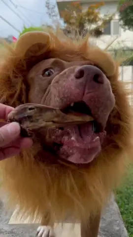 Lion ASMR😂😂😂#ASMR #Mukbang #rawfeddog 