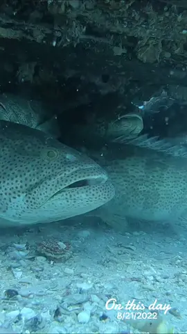 #onthisday #fy #fypシ #viral #fish #fishing #gofishing #topwaterfishing #explore #اكبسلور 