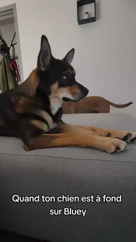 Je viens de découvrir cette série et mon chien est à fond. Les couleurs sont faites pour eux #bluey #dogvision 