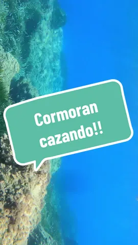 *CORMORAN* Disfruta del intento de caza de un cormoran!! Estos se alimentan de los peces que capturan bajo el agua. Se impulsan principalmente con las patas y pueden zambullirse durante más de un minuto, alcanzando una profundidad de unos 10 m. . #aqualungdivers #BeyondTheExpected #isubsanjose  . . #gopro #goproespaña  #aves #cormoran #bird #goprovideo #underwater #underwatervideo #cabodegatanijar #almeria #sanjosenijar #avesmarinas #goproes #gopro