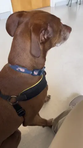 Nervous shakes to the extreme 😂🥹 #vetappointment #puppyshake #nervous #viszla 