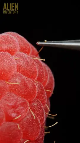 raspberry vs tweezers closeup. #asmr #asmrsounds #macro #macrovideo #dlaciebie #dlacb #dc #foryou 