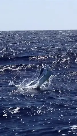 #fy #fypシ #viral #fish #fishing #gofishing #topwaterfishing #explore #اكبسلور 