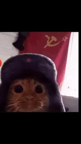 #soviet cat meme