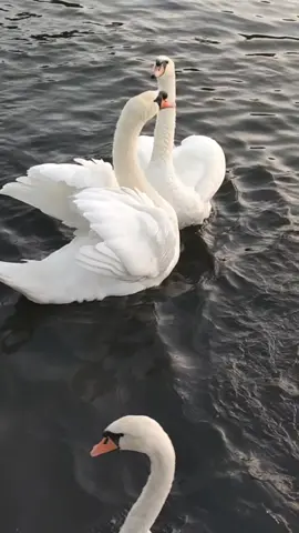 ☀️Happy Monday! Lets get the week started with some beautiful footage of the swan dance. ❤️ Swans are known for their graceful beauty and the elegance of their mating ritual. Swans mate for life and typically form monogamous pairs. During the mating season, which occurs from late winter to early spring, swans perform a variety of courtship behaviors to strengthen their bond. 🦢They are known for forming the classic image of devotion, with their curved necks entwined in a perfect love heart. Mute swans do in fact make this wonderful shape as part of a courtship ritual, in which pairs face each other and, with a ruffle of feathers and lifted wings, bow gracefully.  #swanlifeline #swan #swans #swandance #wildlife 