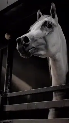 كني اللي شافله غالي#خيل#فلاح المسردي#اكسسسسسسسبلووووووور#