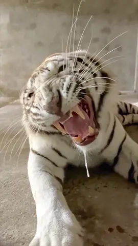 Best Tiger Roar ❤️🐯 #tiger #tigerking #foryou #roar #fyp #fypシ #tiktokislove #alikhanak #viral #trending 