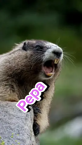 #CapCut #marmota #vibesmotiva #pepa #novatrendtiktok 